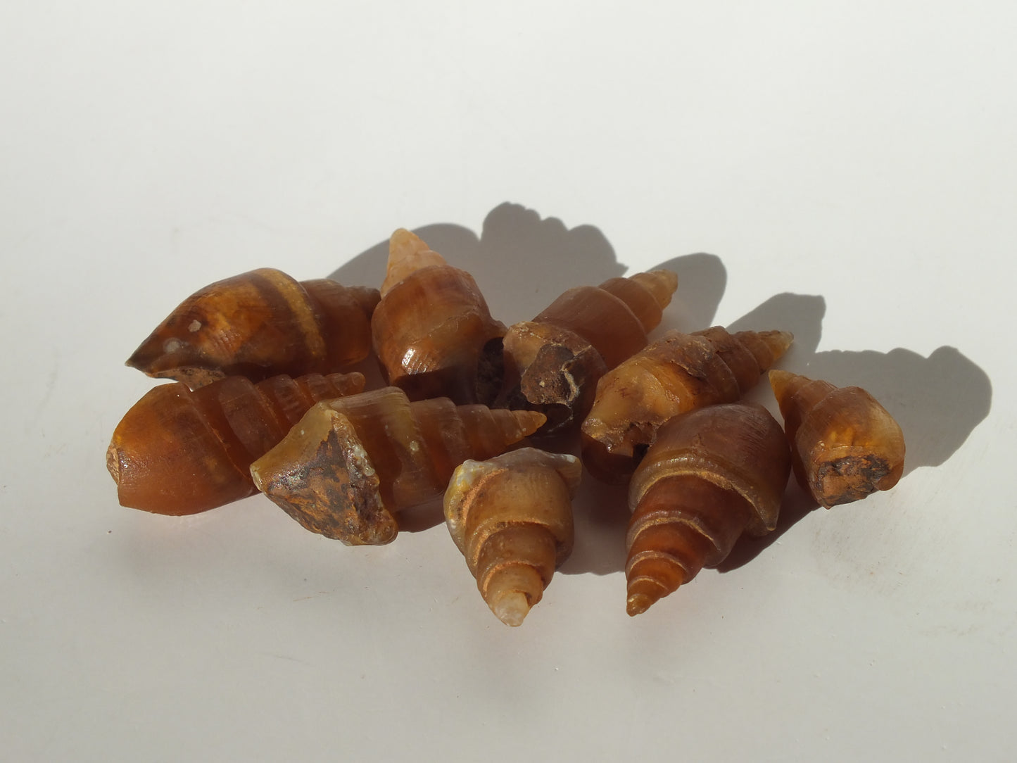 9 High Quality Agatized Gastropod Fossil Bundle