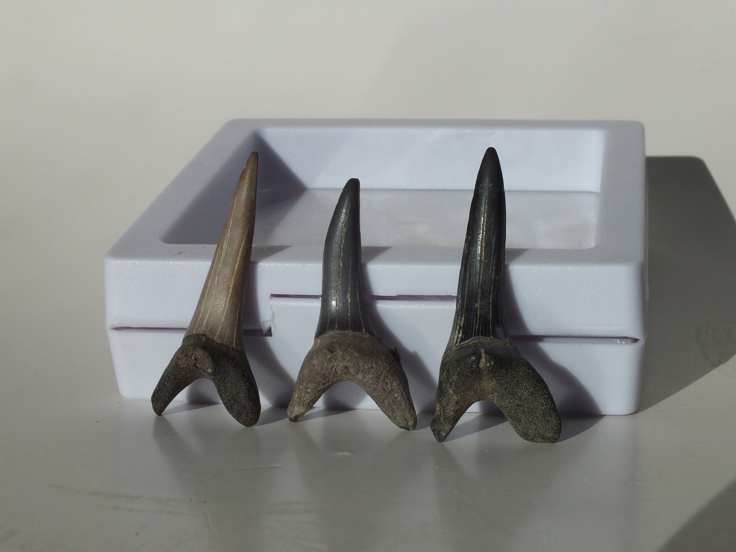 3 Goblin Shark Teeth (Mississippi)