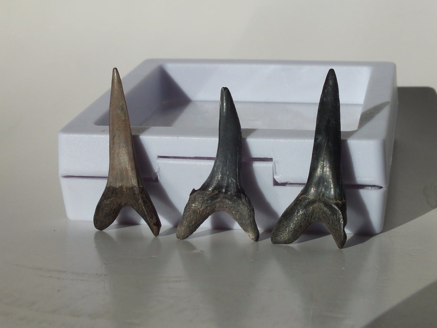 3 Goblin Shark Teeth (Mississippi)