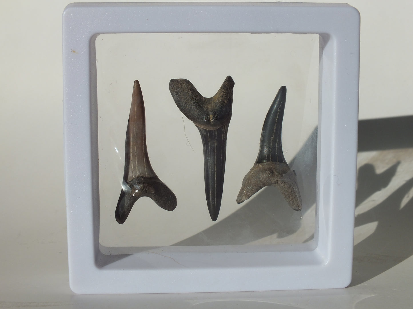 3 Goblin Shark Teeth (Mississippi)
