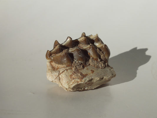 1.17" Deer Jaw fossil (Florida)
