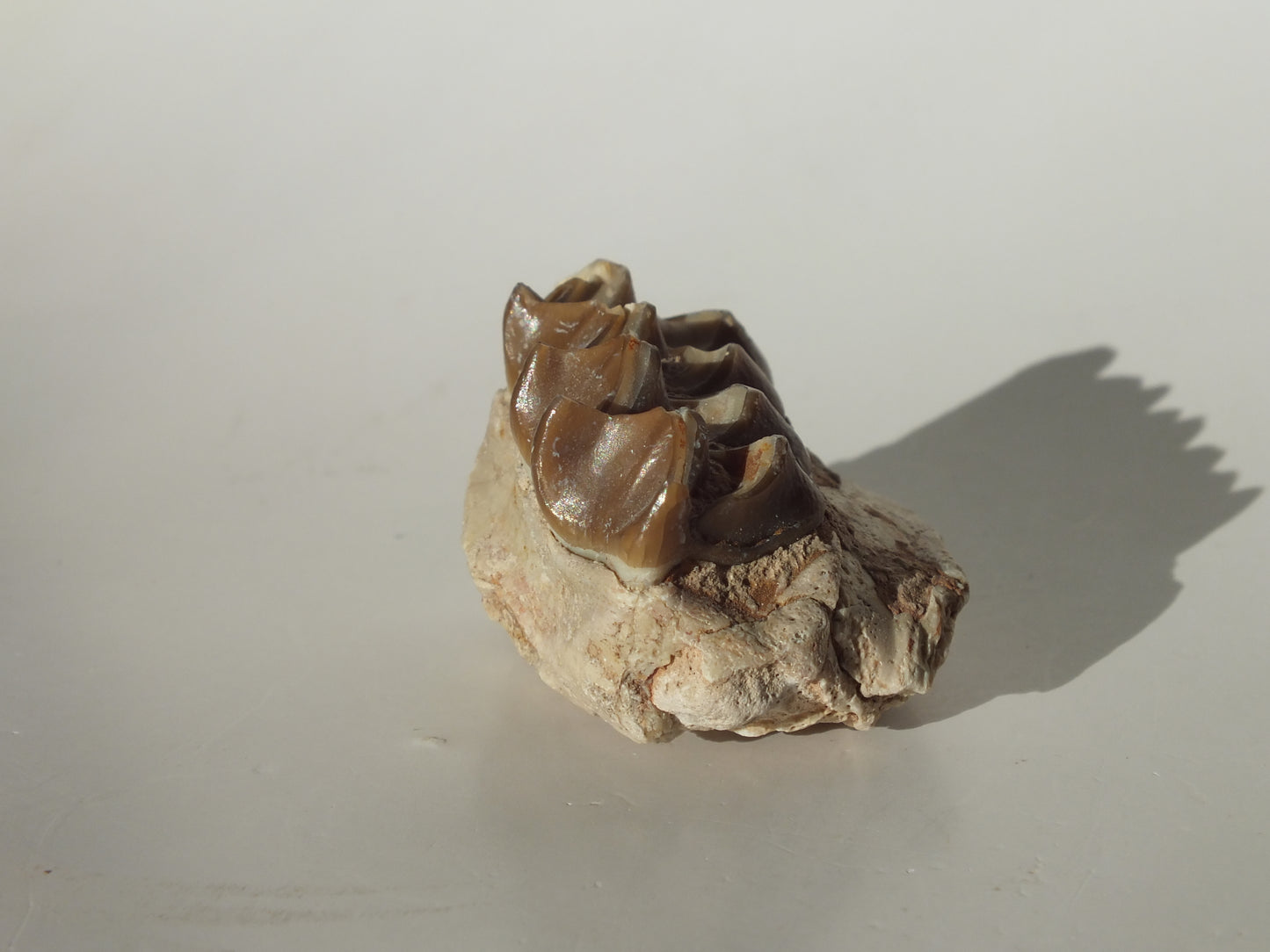 1.17" Deer Jaw fossil (Florida)