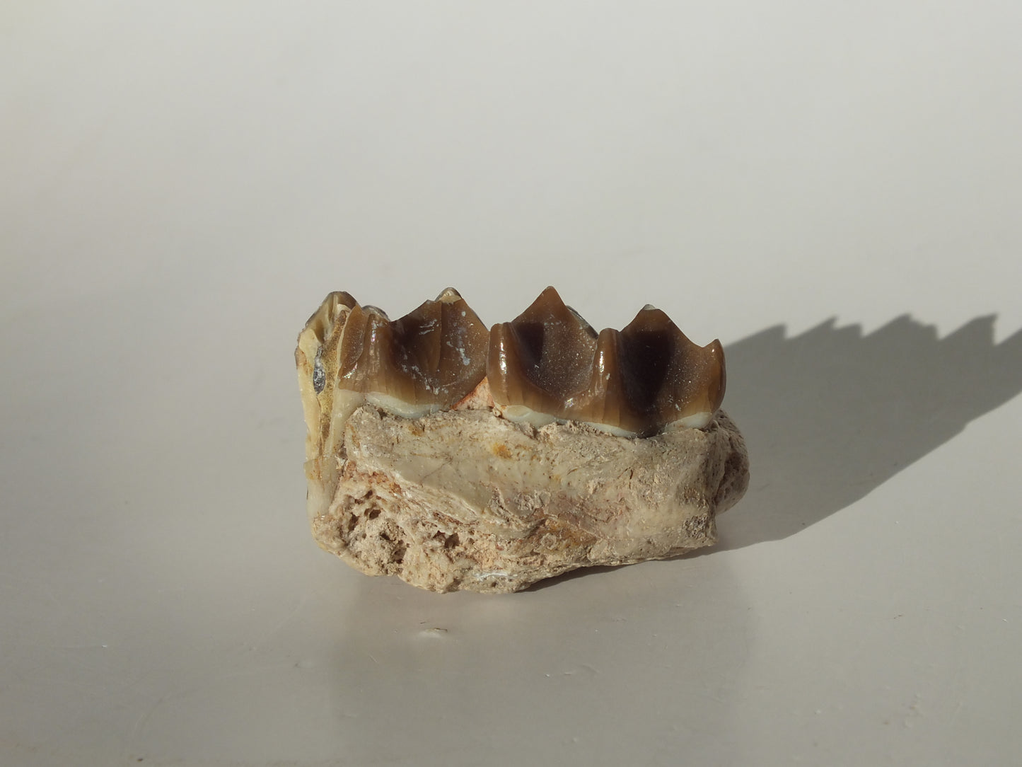 1.17" Deer Jaw fossil (Florida)