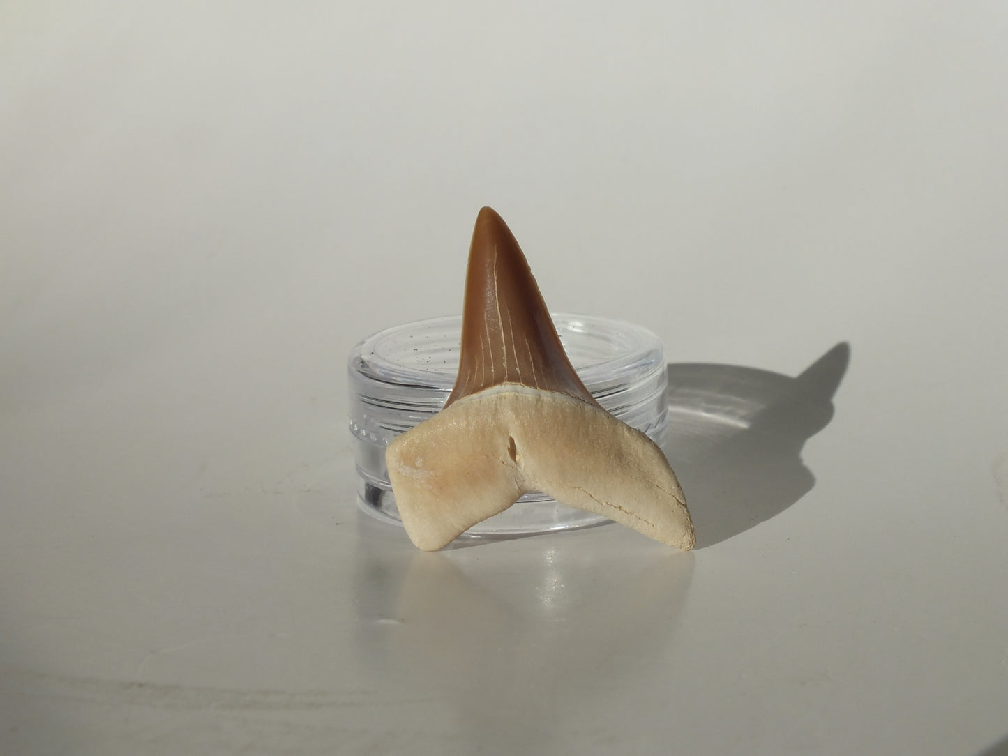 1.36" Macrorhizodus Praecursor Upper Tooth (Kazakhstan)