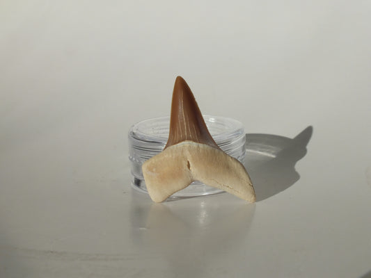 1.36" Macrorhizodus Praecursor Upper Tooth (Kazakhstan)