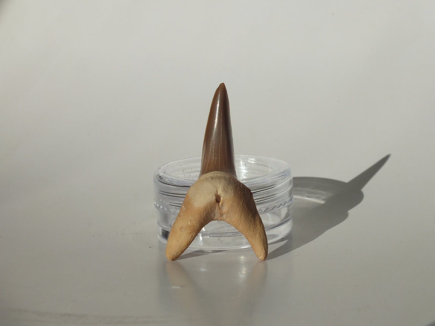 1.42" Macrorhizodus Praecursor Lower Tooth (Kazakhstan)