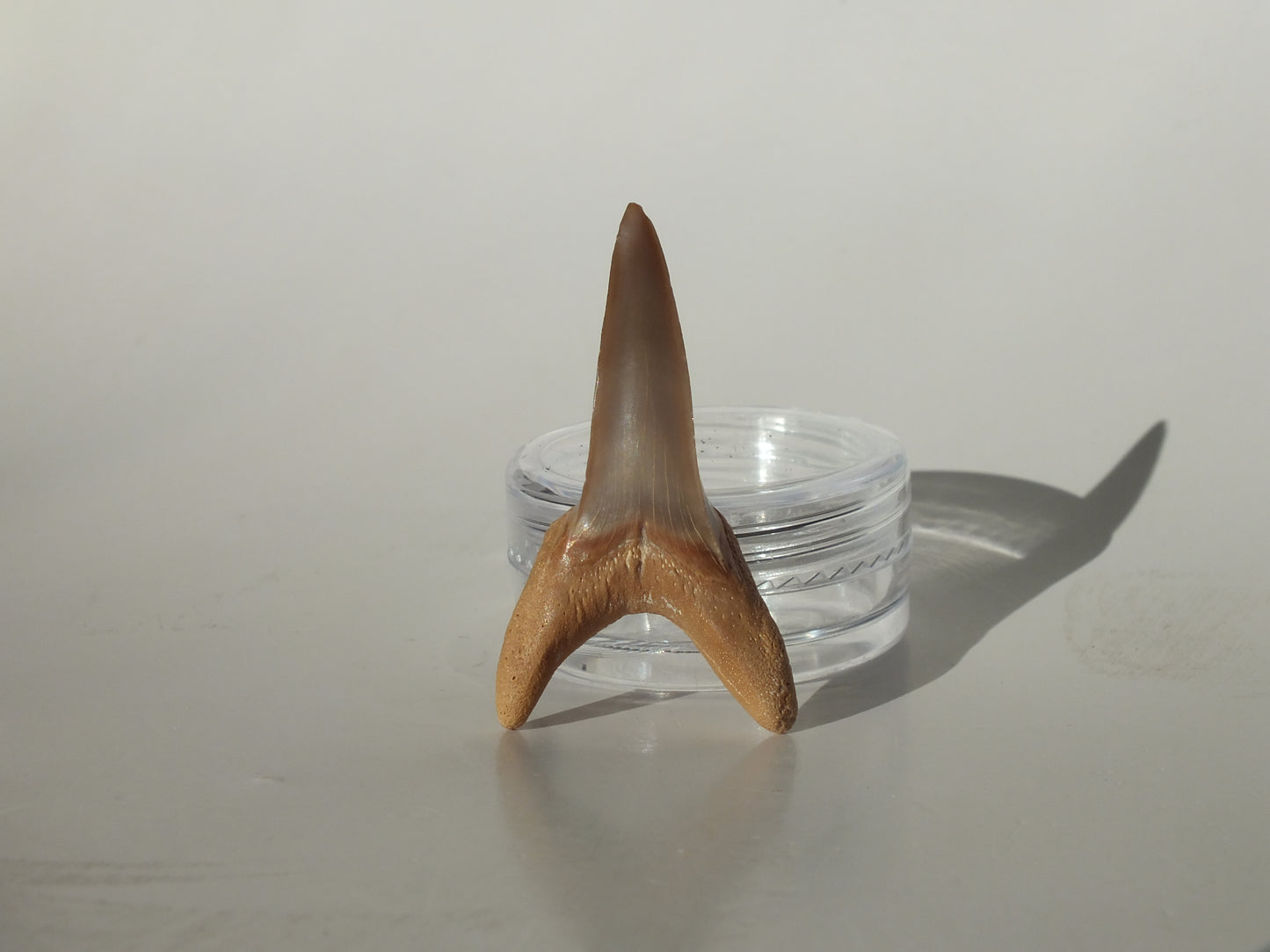 1.42" Macrorhizodus Praecursor Lower Tooth (Kazakhstan)