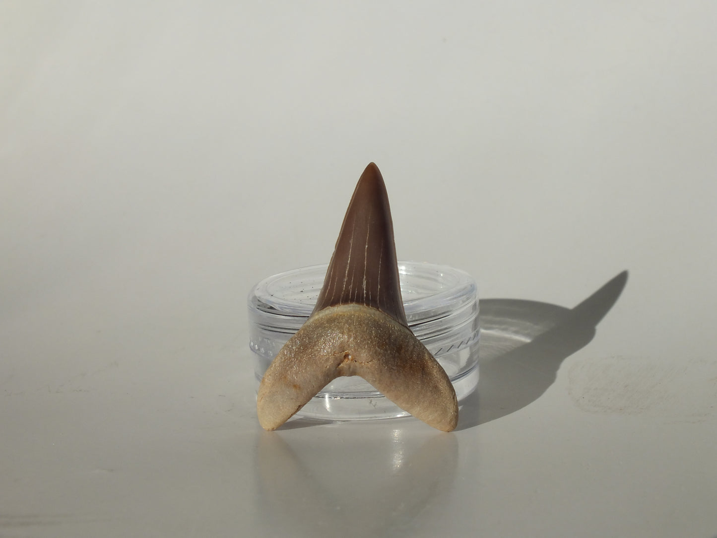 1.35" Macrorhizodus Praecursor Upper Tooth (Kazakhstan)
