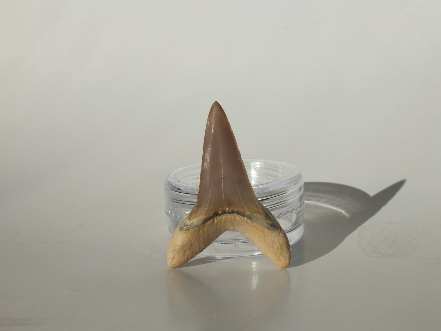 1.35" Macrorhizodus Praecursor Upper Tooth (Kazakhstan)