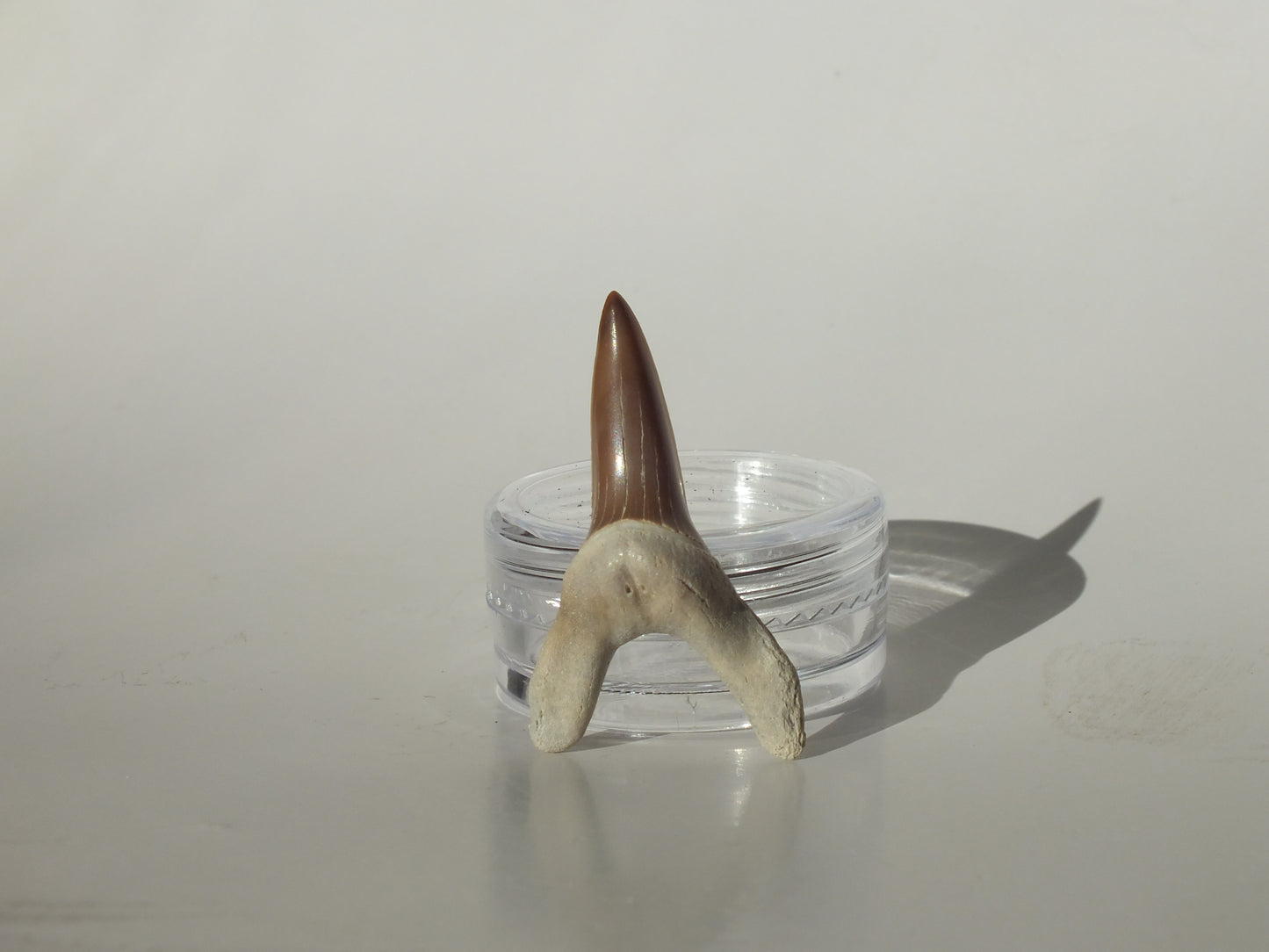 1.32" Macrorhizodus Praecursor Lower Tooth (Kazakhstan)