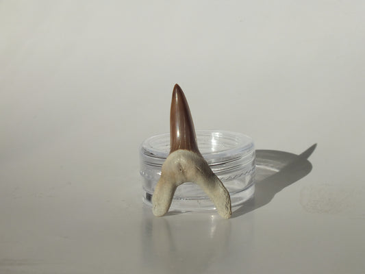 1.32" Macrorhizodus Praecursor Lower Tooth (Kazakhstan)