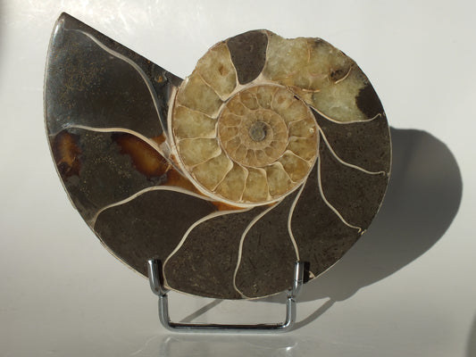 4.24" Ammonite (Madagascar)