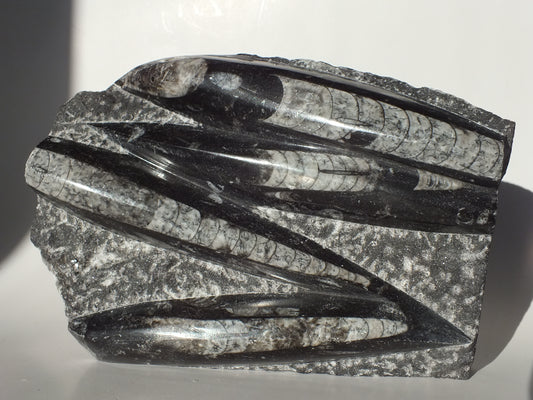 3Lbs Orthoceras Fossils (Morocco)