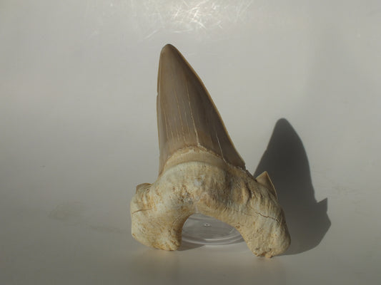 3.56" XL Otodus Obliquus Tooth (Morocco)
