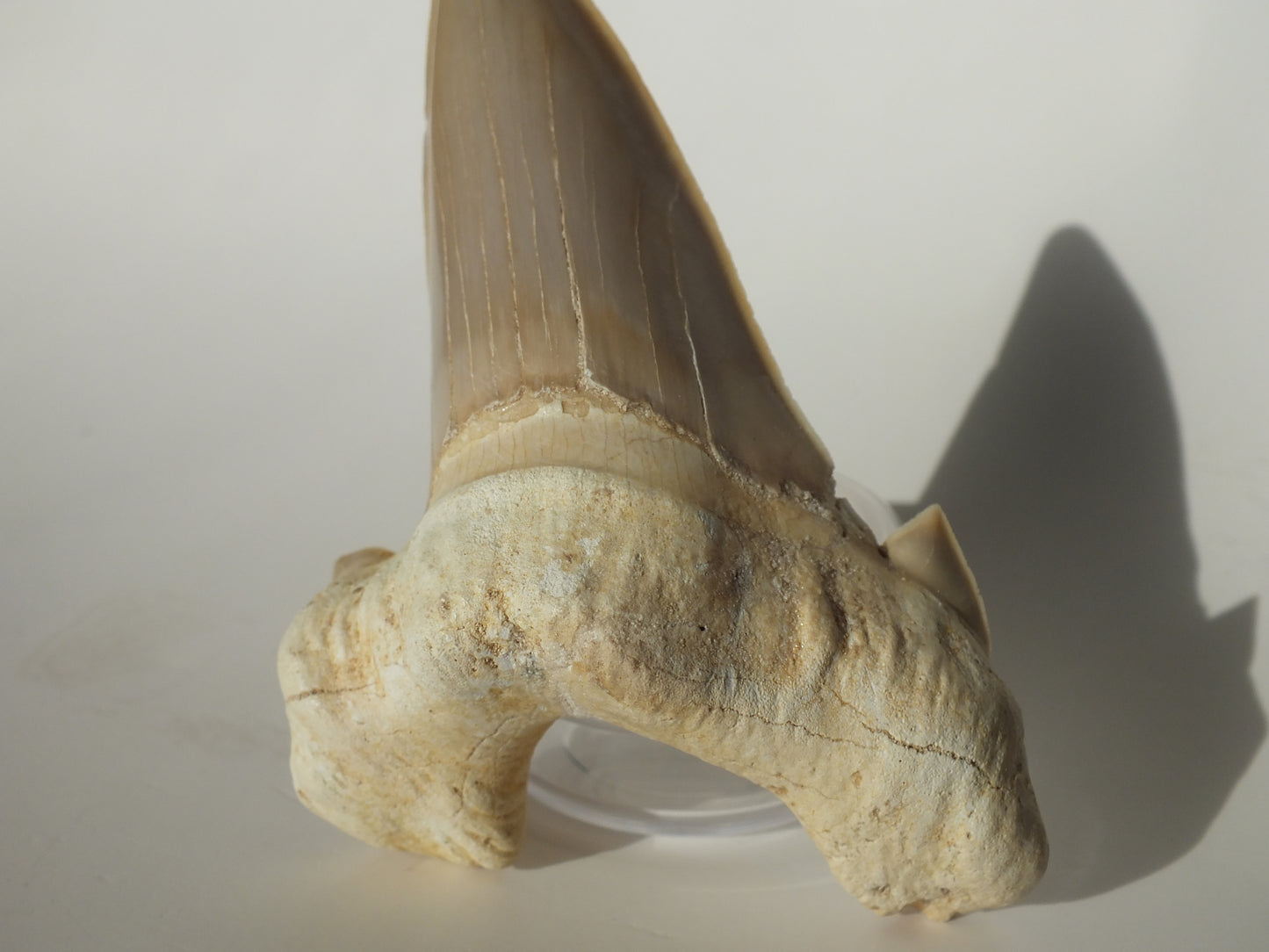 3.56" XL Otodus Obliquus Tooth (Morocco)