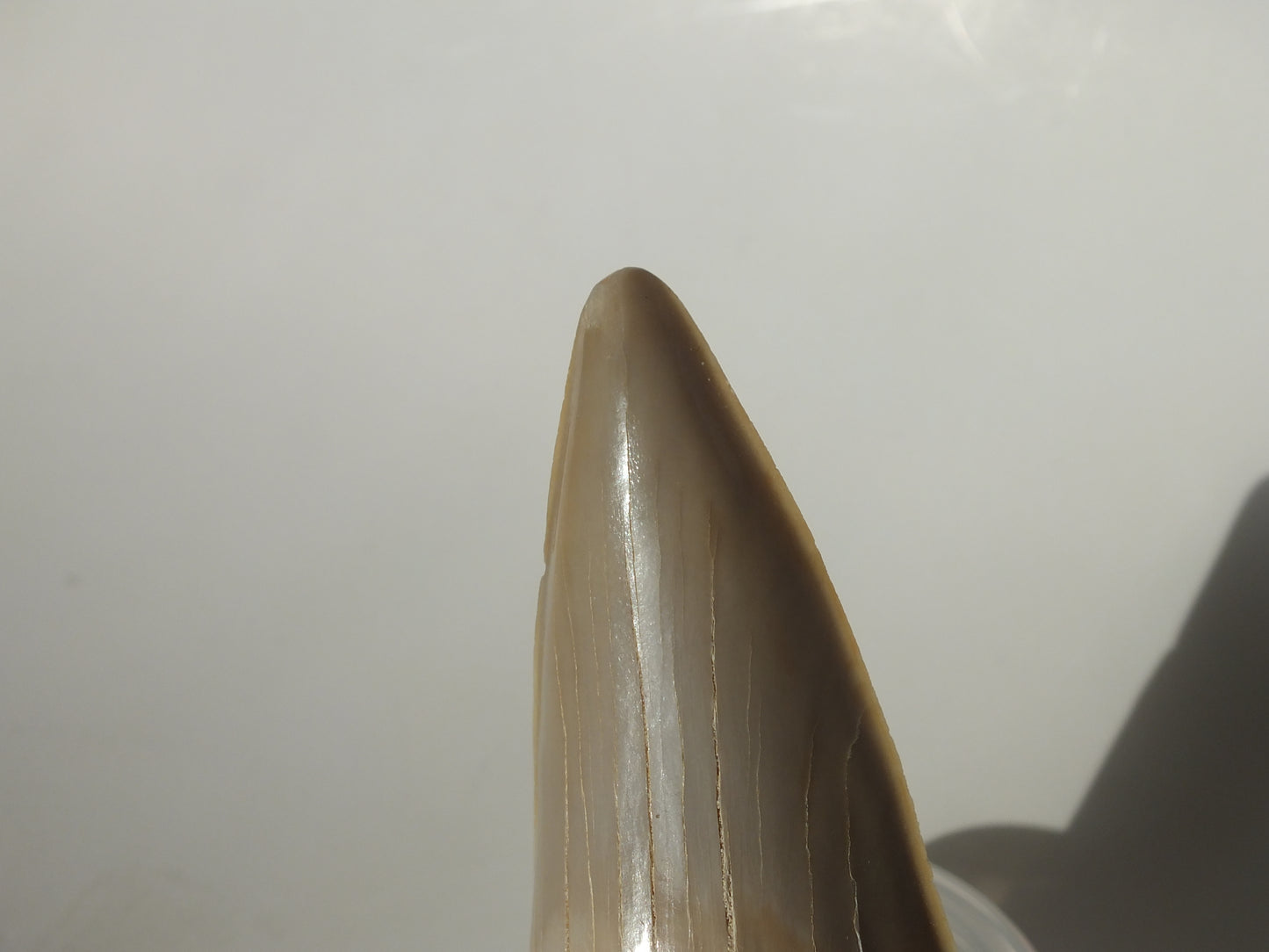 3.56" XL Otodus Obliquus Tooth (Morocco)