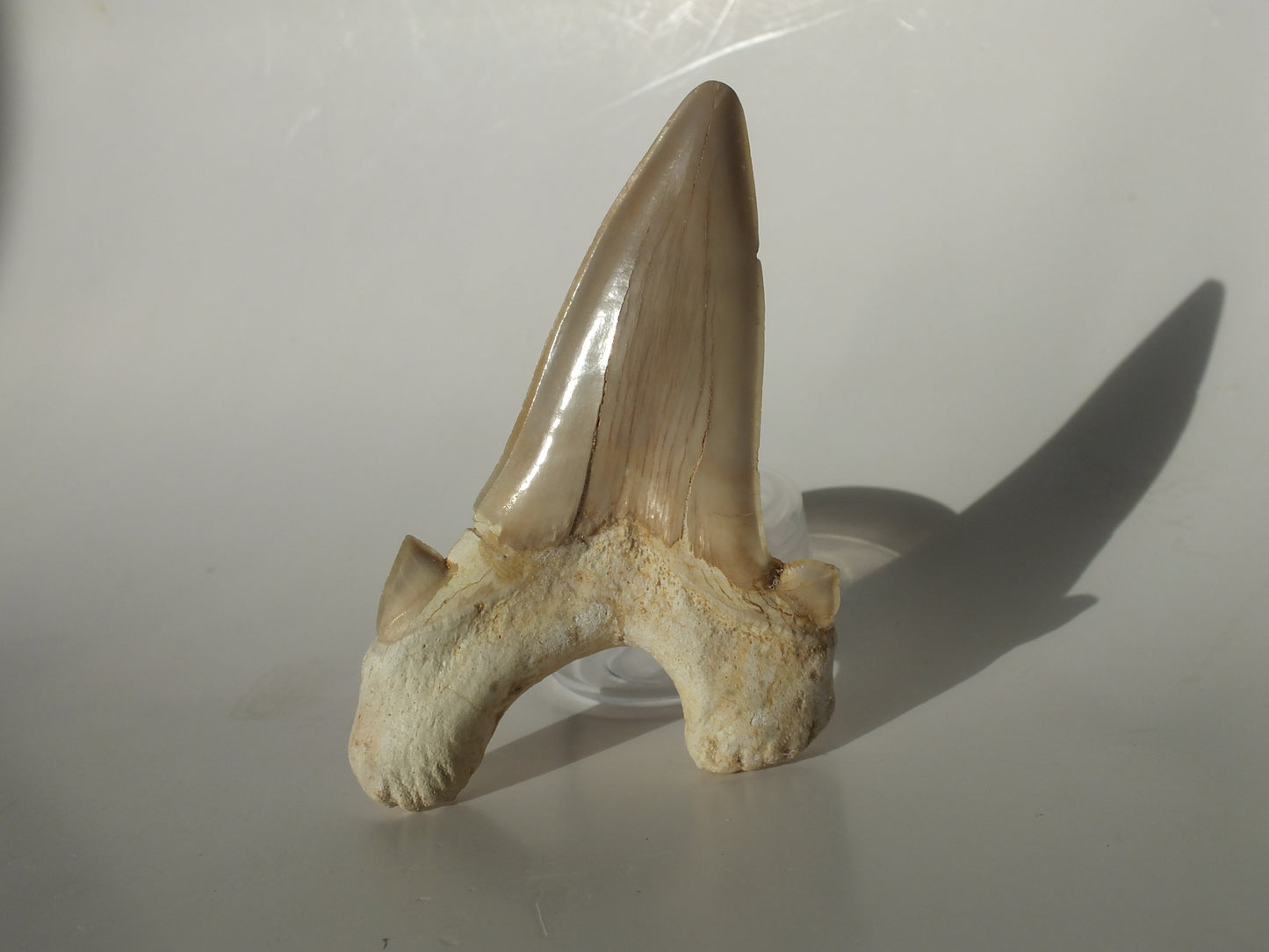 3.56" XL Otodus Obliquus Tooth (Morocco)