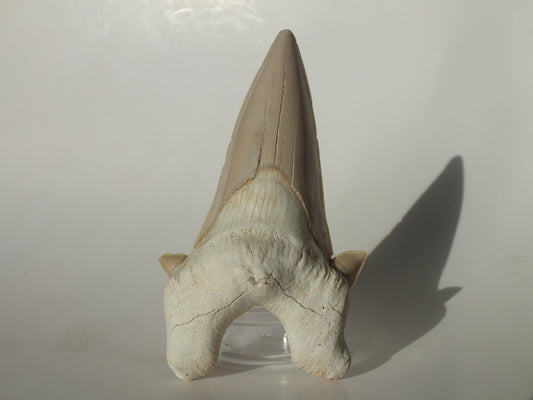 3.27" XL Otodus Obliquus Tooth (Morocco)
