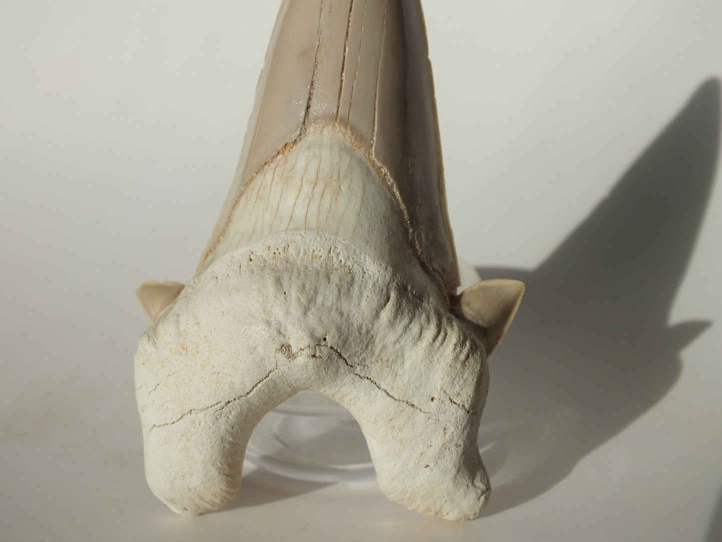 3.27" XL Otodus Obliquus Tooth (Morocco)