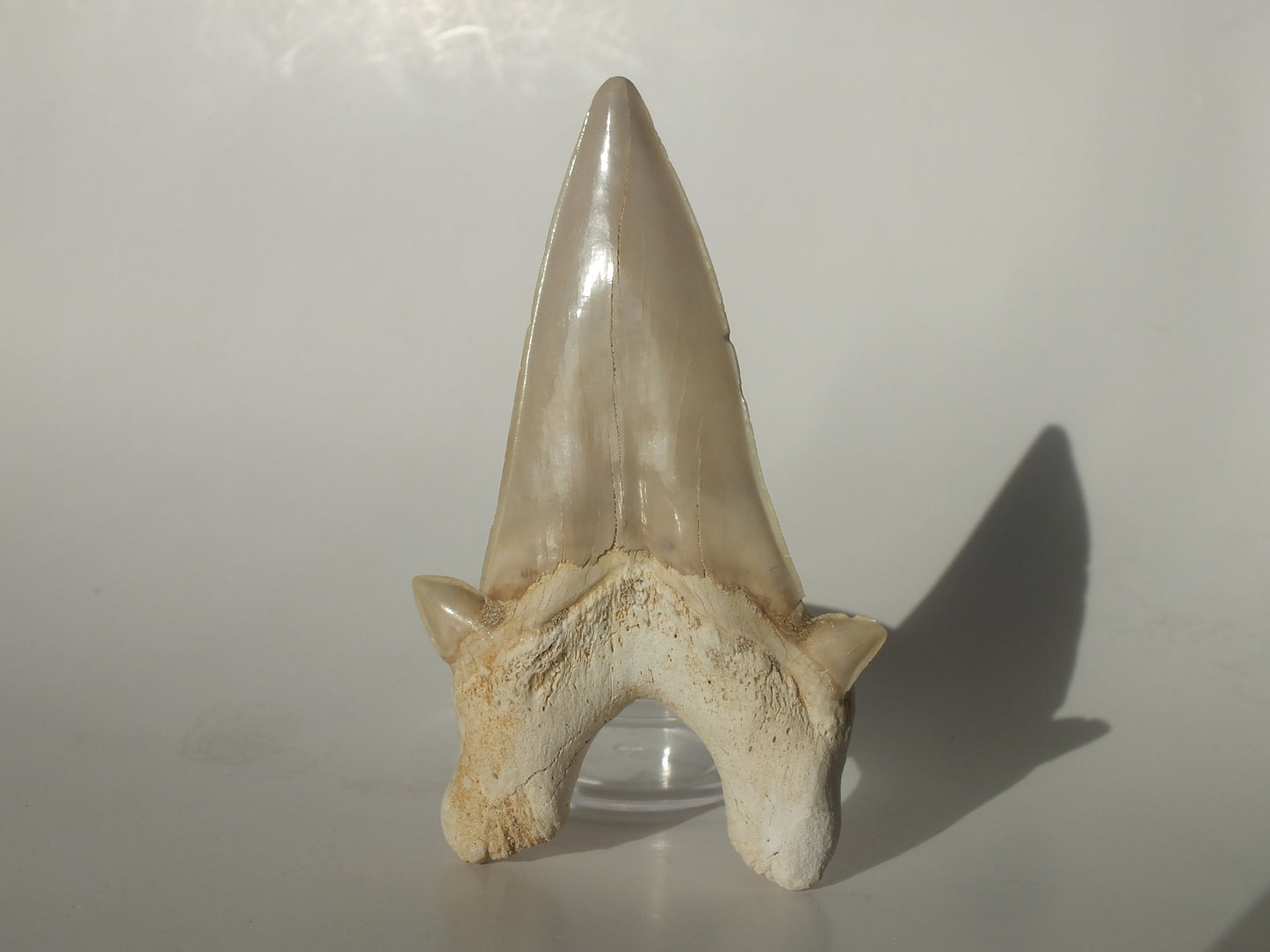 3.27" XL Otodus Obliquus Tooth (Morocco)