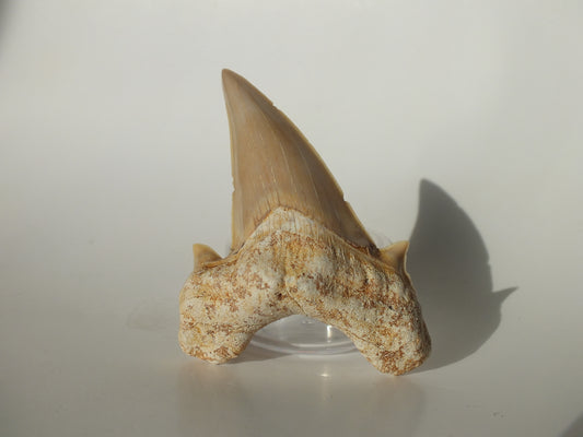 3.03" XL Otodus Obliquus Tooth (Morocco)