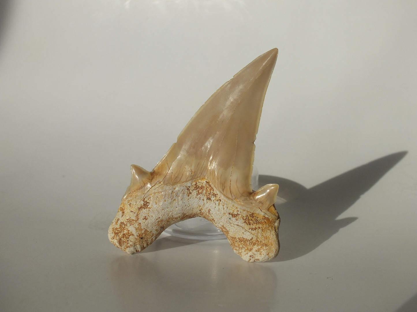 3.03" XL Otodus Obliquus Tooth (Morocco)