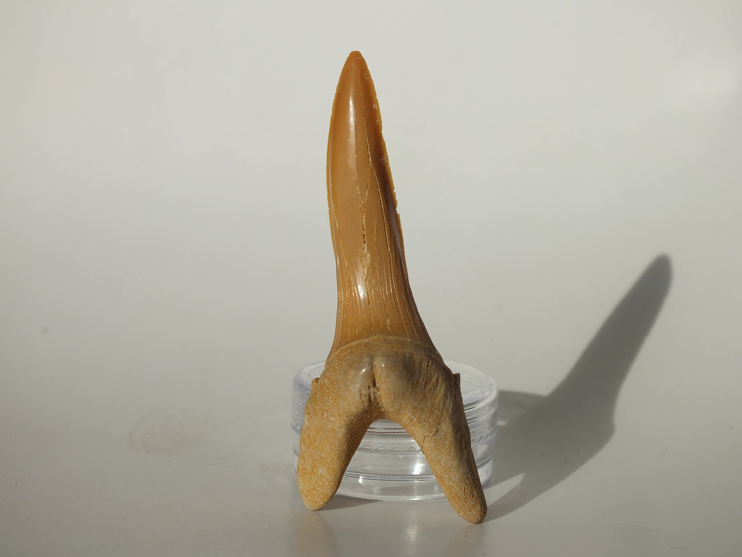 2.51" XL Goblin Shark Tooth (Morocco)