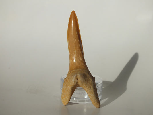 2.51" XL Goblin Shark Tooth (Morocco)