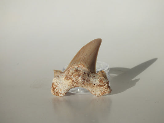 1.71" Otodus Obliquus Tooth (Morocco)