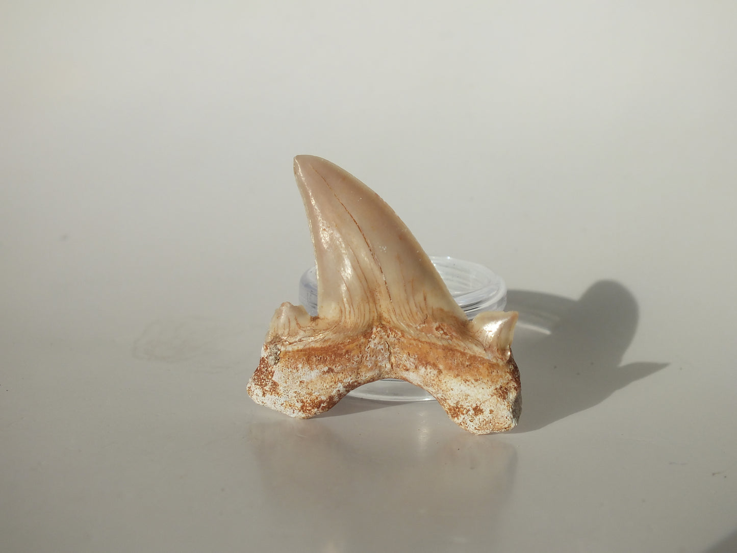 1.71" Otodus Obliquus Tooth (Morocco)