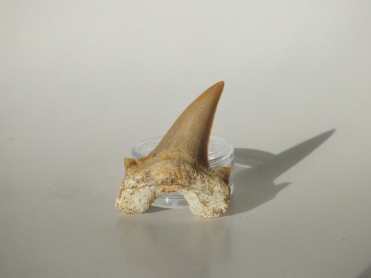 1.74" Otodus Obliquus Tooth (Morocco)