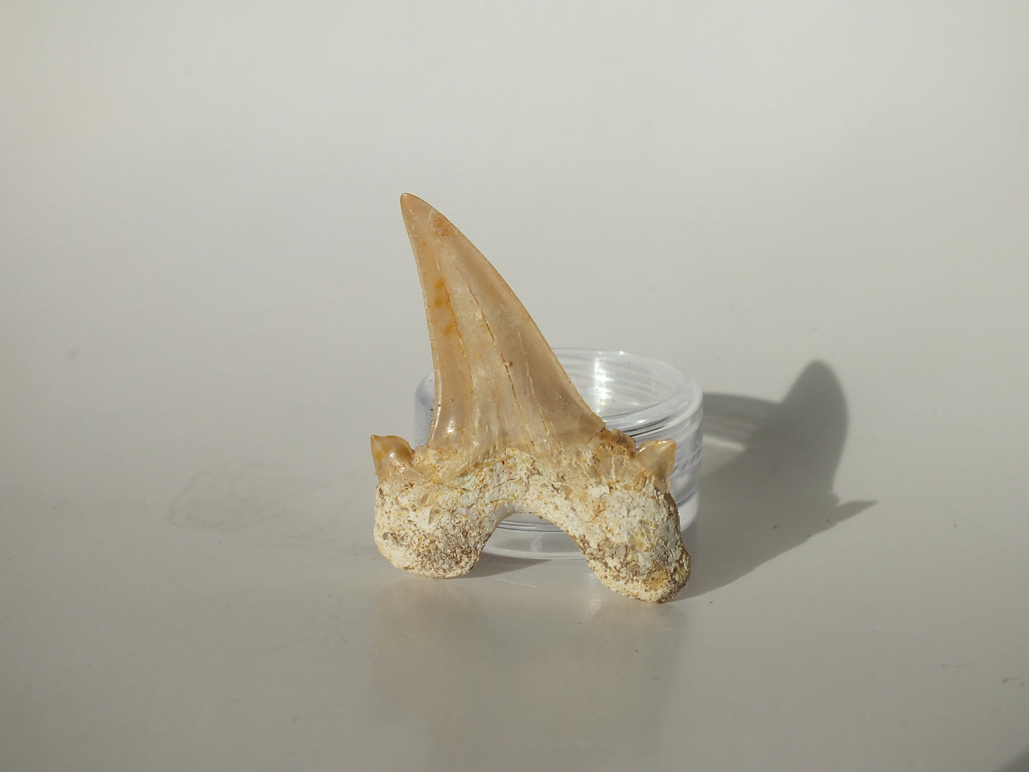 1.74" Otodus Obliquus Tooth (Morocco)