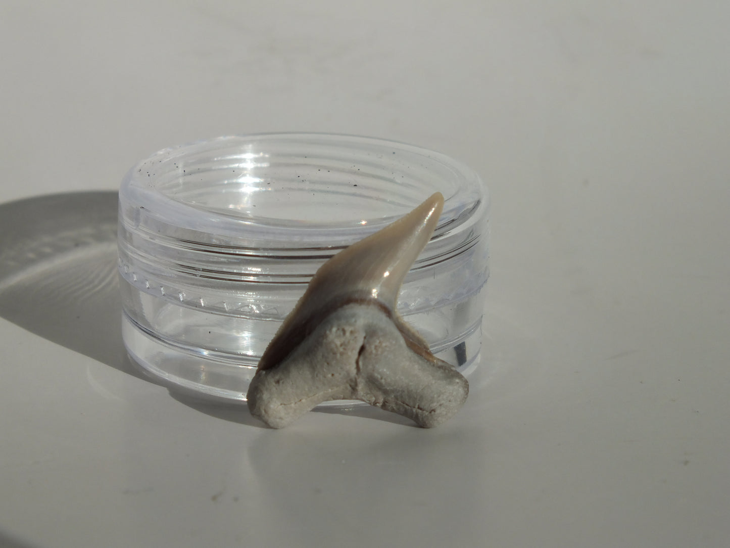 0.83" Physogaleus Contortus Tooth (Lee Creek)