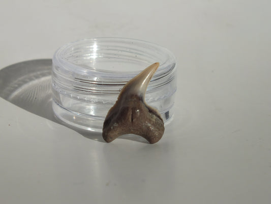 0.81"Physogaleus Contortus Tooth (Lee Creek)