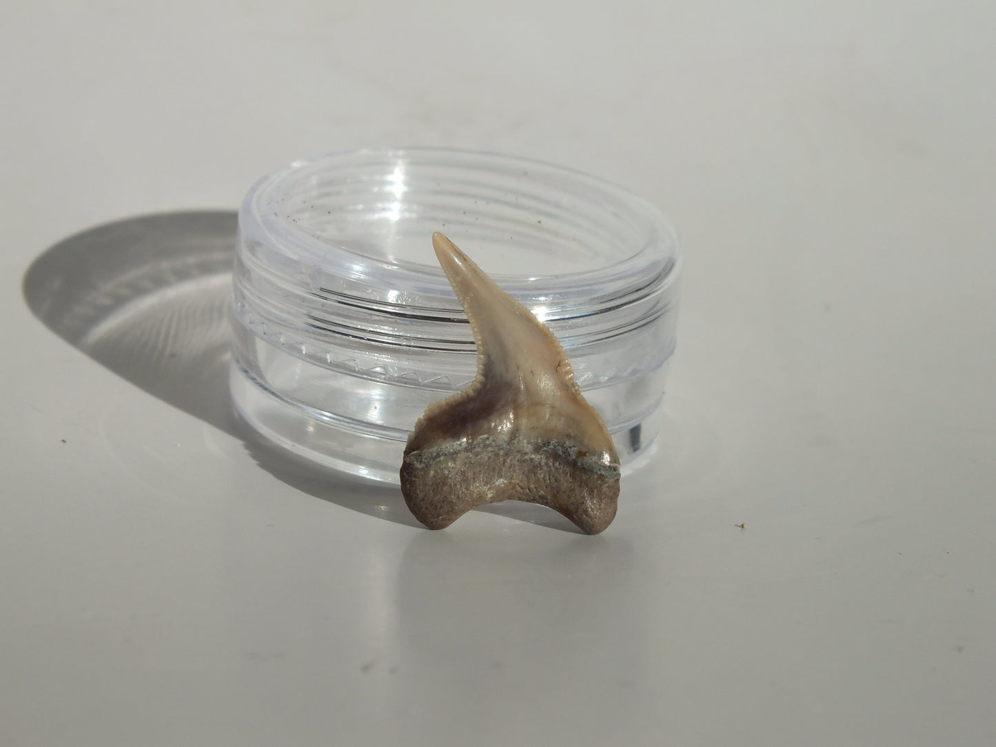 0.81"Physogaleus Contortus Tooth (Lee Creek)