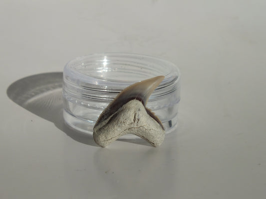 0.89" Physogaleus Contortus Tooth (Lee Creek)