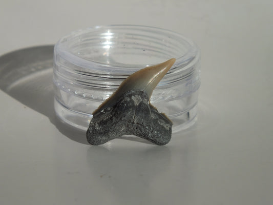 0.9" Physogaleus Contortus Tooth (Lee Creek)