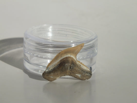 0.81" Physogaleus Contortus Tooth (Lee Creek)