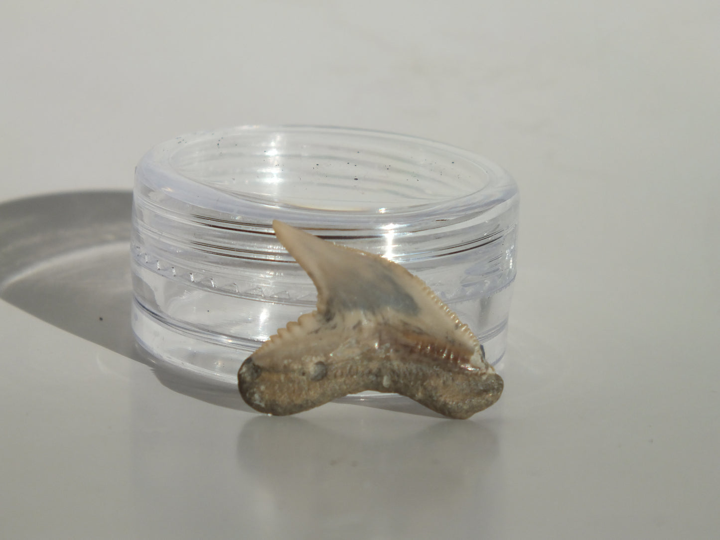 0.81" Physogaleus Contortus Tooth (Lee Creek)
