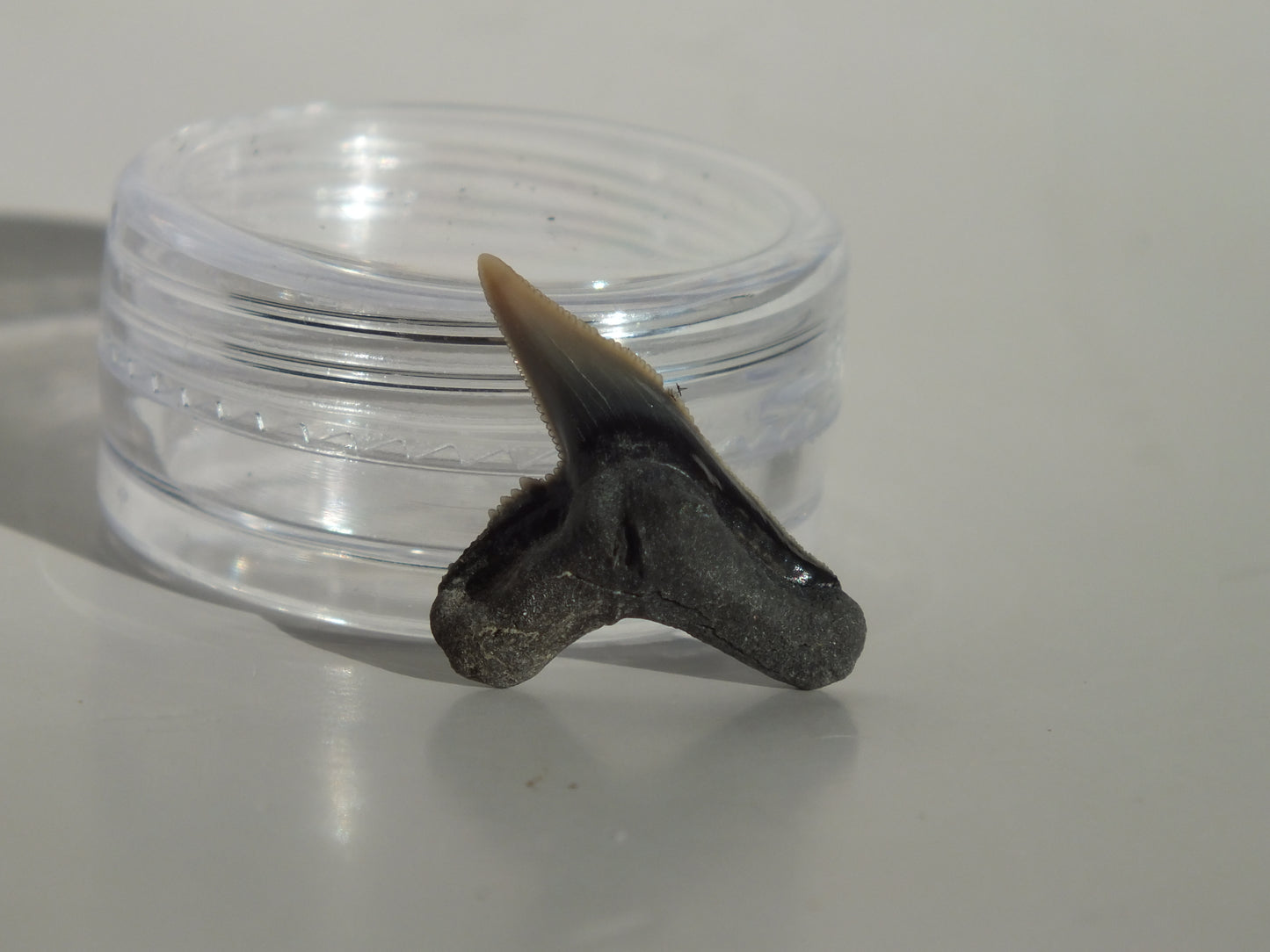 0.82" Physogaleus Contortus Tooth (Lee Creek)