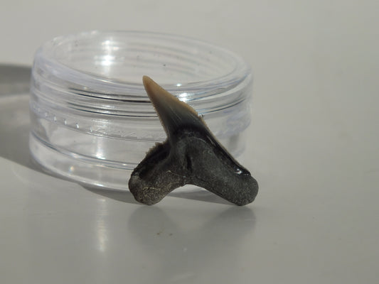 0.82" Physogaleus Contortus Tooth (Lee Creek)