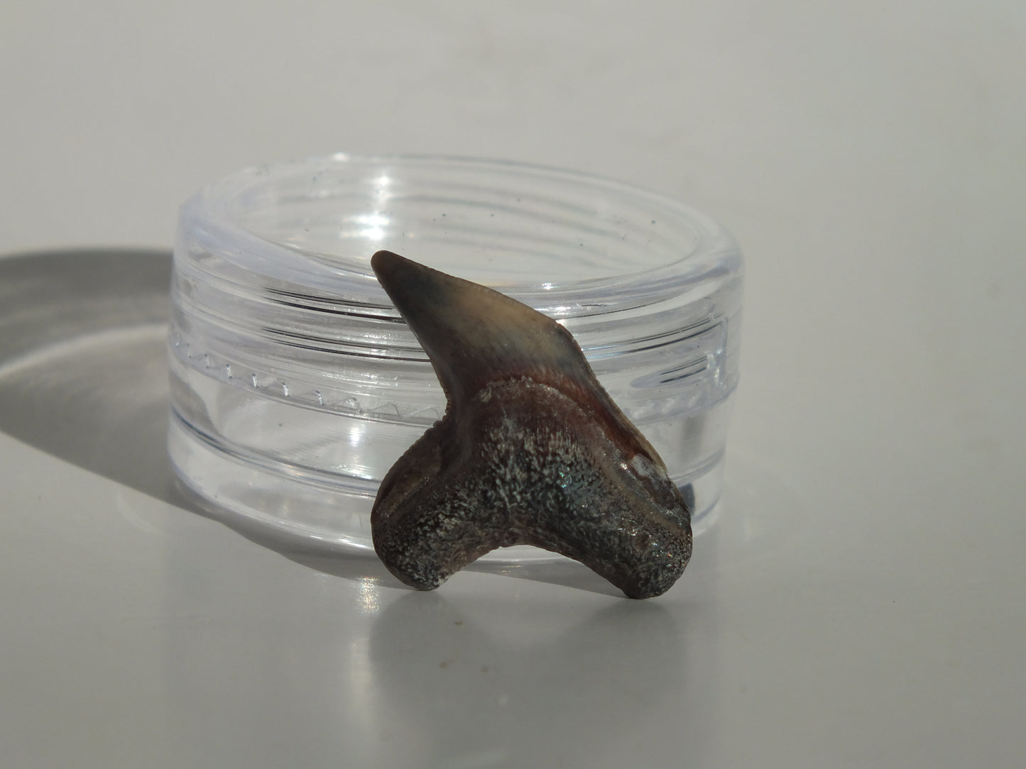 0.85" Physogaleus Contortus Tooth (Lee Creek)