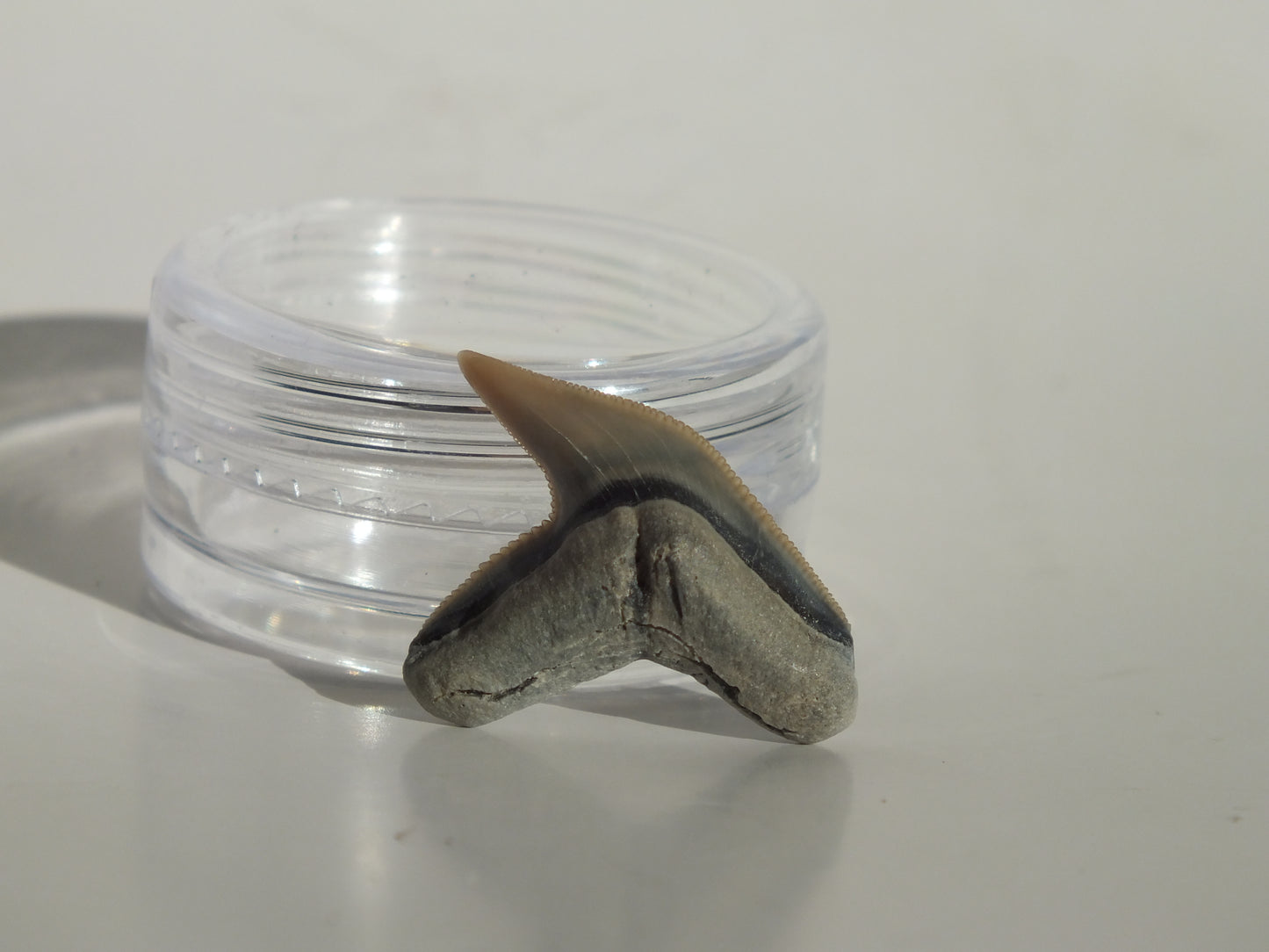 0.87" Physogaleus Contortus Tooth (Lee Creek)