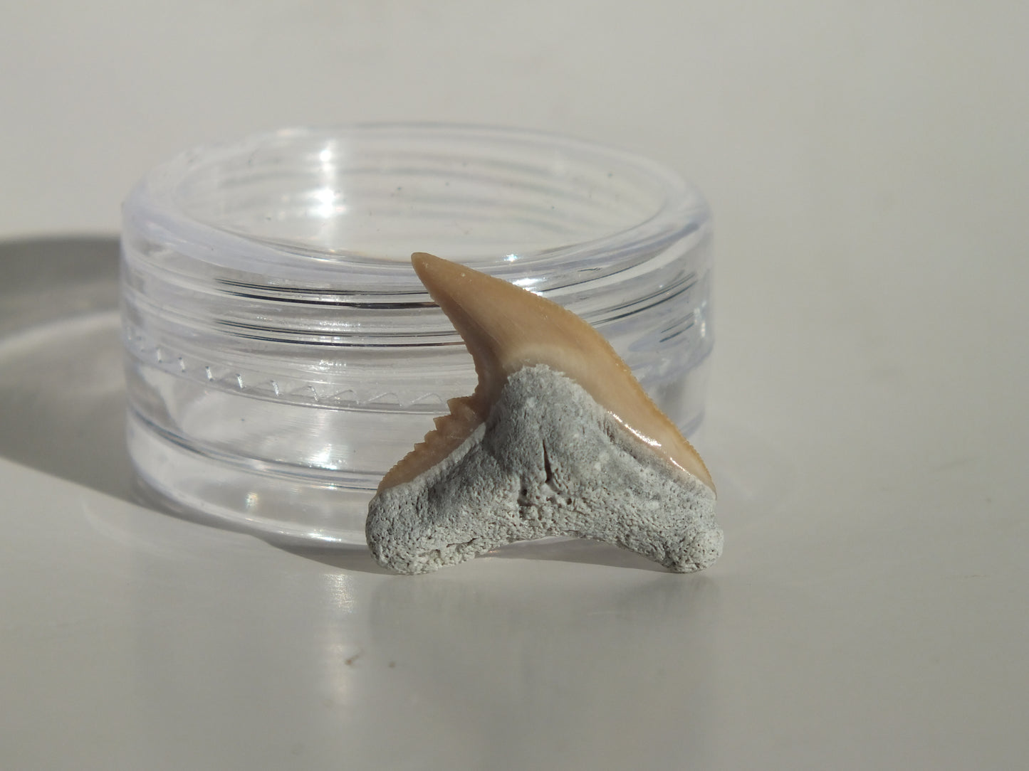 0.79" Physogaleus Contortus Tooth (Lee Creek)