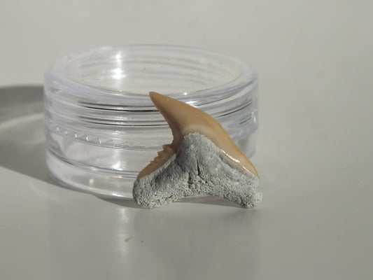 0.79" Physogaleus Contortus Tooth (Lee Creek)