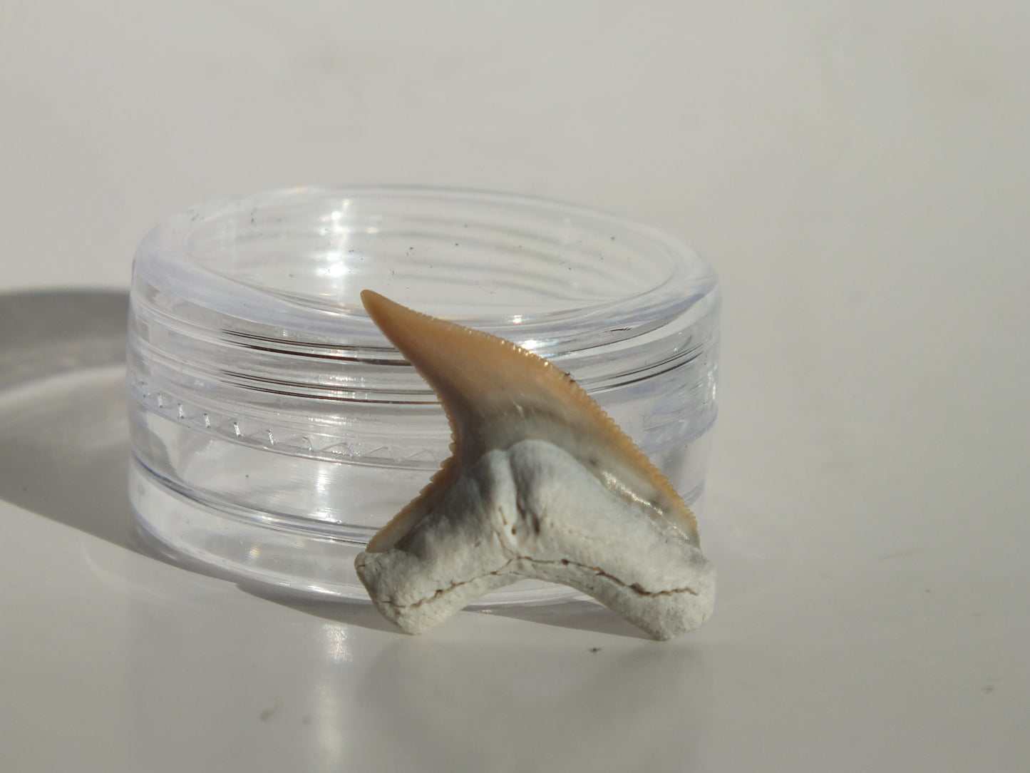 0.88" Physogaleus Contortus Tooth (Lee Creek)