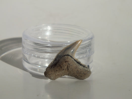 0.79" Physogaleus Contortus Tooth (Lee Creek)