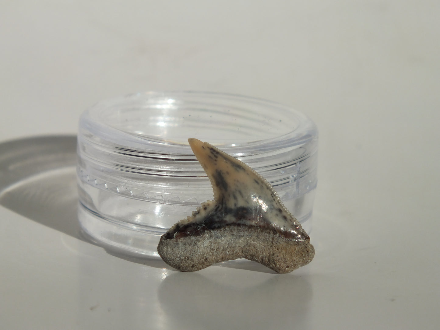 0.79" Physogaleus Contortus Tooth (Lee Creek)