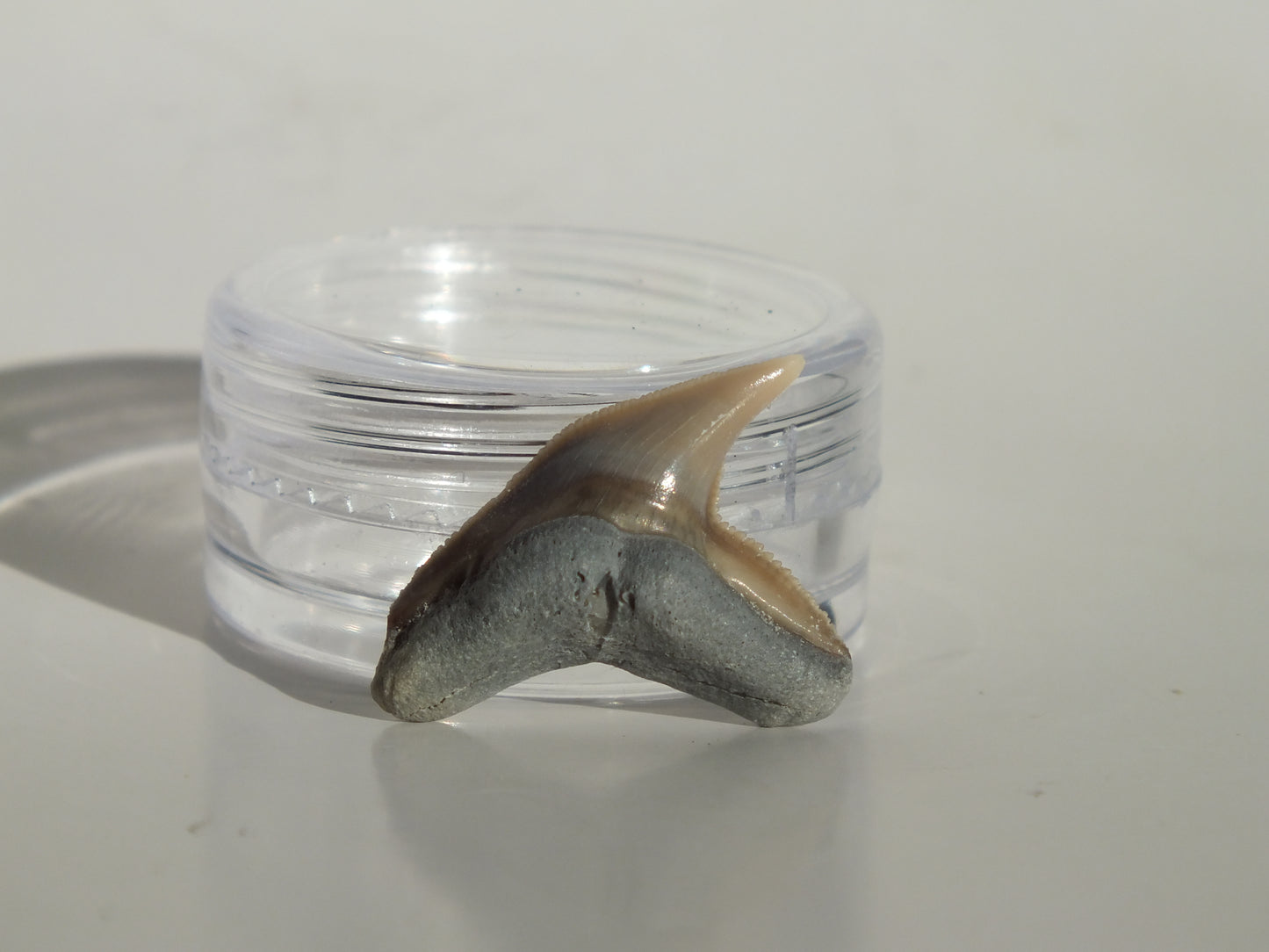 0.88" Physogaleus Contortus Tooth (Lee Creek)