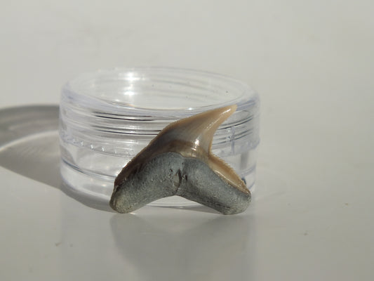 0.88" Physogaleus Contortus Tooth (Lee Creek)